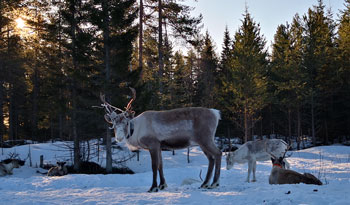 Ren 1 Granberget